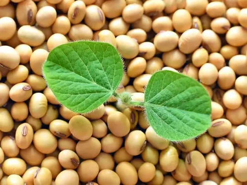 organic soybeans